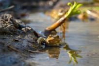 Bielskie Błonia: Poszukiwanie niebieskich żab, niezwykły spektakl natury