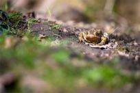 Bielskie Błonia: Poszukiwanie niebieskich żab, niezwykły spektakl natury