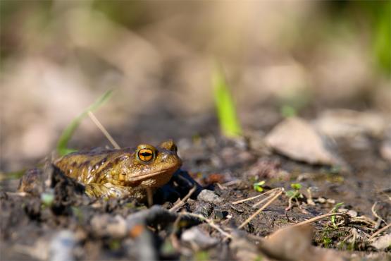 Niebieskie Żaby na Beskidzkich Szlakach