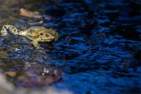 Bielskie Błonia: Poszukiwanie niebieskich żab, niezwykły spektakl natury