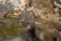 Bielskie Błonia: Poszukiwanie niebieskich żab, niezwykły spektakl natury