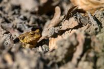 Bielskie Błonia: Poszukiwanie niebieskich żab, niezwykły spektakl natury