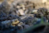 Bielskie Błonia: Poszukiwanie niebieskich żab, niezwykły spektakl natury