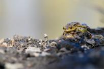 Bielskie Błonia: Poszukiwanie niebieskich żab, niezwykły spektakl natury