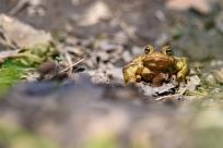 Bielskie Błonia: Poszukiwanie niebieskich żab, niezwykły spektakl natury