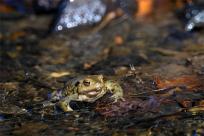 Bielskie Błonia: Poszukiwanie niebieskich żab, niezwykły spektakl natury