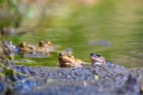 Bielskie Błonia: Poszukiwanie niebieskich żab, niezwykły spektakl natury