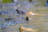 Bielskie Błonia: Poszukiwanie niebieskich żab, niezwykły spektakl natury