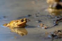Bielskie Błonia: Poszukiwanie niebieskich żab, niezwykły spektakl natury