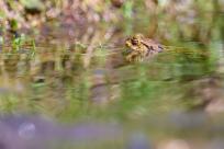 Bielskie Błonia: Poszukiwanie niebieskich żab, niezwykły spektakl natury