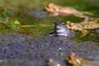 Bielskie Błonia: Poszukiwanie niebieskich żab, niezwykły spektakl natury