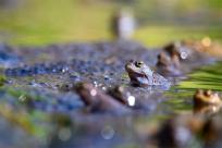 Bielskie Błonia: Poszukiwanie niebieskich żab, niezwykły spektakl natury