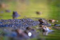 Bielskie Błonia: Poszukiwanie niebieskich żab, niezwykły spektakl natury