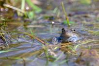 Bielskie Błonia: Poszukiwanie niebieskich żab, niezwykły spektakl natury