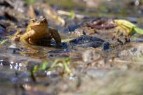 Bielskie Błonia: Poszukiwanie niebieskich żab, niezwykły spektakl natury