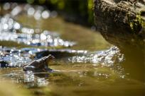 Bielskie Błonia: Poszukiwanie niebieskich żab, niezwykły spektakl natury