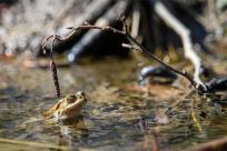 Bielskie Błonia: Poszukiwanie niebieskich żab, niezwykły spektakl natury