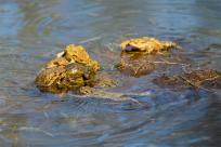 Bielskie Błonia: Poszukiwanie niebieskich żab, niezwykły spektakl natury