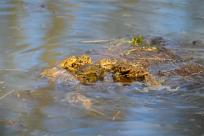 Bielskie Błonia: Poszukiwanie niebieskich żab, niezwykły spektakl natury