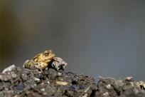 Bielskie Błonia: Poszukiwanie niebieskich żab, niezwykły spektakl natury