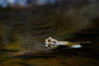 Bielskie Błonia: Poszukiwanie niebieskich żab, niezwykły spektakl natury