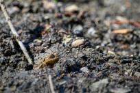 Bielskie Błonia: Poszukiwanie niebieskich żab, niezwykły spektakl natury