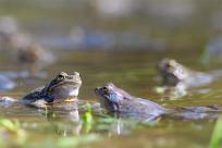 Bielskie Błonia: Poszukiwanie niebieskich żab, niezwykły spektakl natury