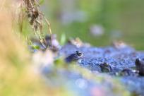 Bielskie Błonia: Poszukiwanie niebieskich żab, niezwykły spektakl natury