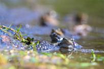 Bielskie Błonia: Poszukiwanie niebieskich żab, niezwykły spektakl natury