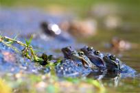 Bielskie Błonia: Poszukiwanie niebieskich żab, niezwykły spektakl natury