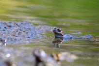 Bielskie Błonia: Poszukiwanie niebieskich żab, niezwykły spektakl natury