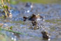 Bielskie Błonia: Poszukiwanie niebieskich żab, niezwykły spektakl natury