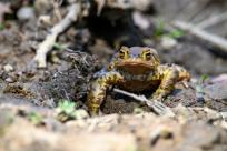 Bielskie Błonia: Poszukiwanie niebieskich żab, niezwykły spektakl natury
