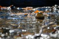 Bielskie Błonia: Poszukiwanie niebieskich żab, niezwykły spektakl natury