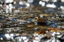 Bielskie Błonia: Poszukiwanie niebieskich żab, niezwykły spektakl natury