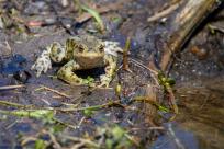 Bielskie Błonia: Poszukiwanie niebieskich żab, niezwykły spektakl natury