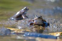 Bielskie Błonia: Poszukiwanie niebieskich żab, niezwykły spektakl natury