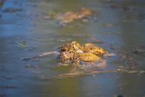 Bielskie Błonia: Poszukiwanie niebieskich żab, niezwykły spektakl natury