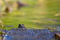 Bielskie Błonia: Poszukiwanie niebieskich żab, niezwykły spektakl natury
