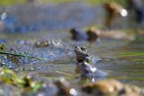Bielskie Błonia: Poszukiwanie niebieskich żab, niezwykły spektakl natury