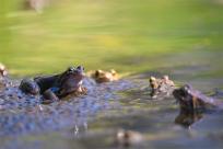 Bielskie Błonia: Poszukiwanie niebieskich żab, niezwykły spektakl natury