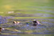 Bielskie Błonia: Poszukiwanie niebieskich żab, niezwykły spektakl natury