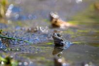 Bielskie Błonia: Poszukiwanie niebieskich żab, niezwykły spektakl natury