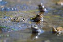Bielskie Błonia: Poszukiwanie niebieskich żab, niezwykły spektakl natury