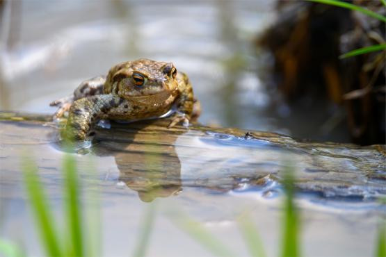 Niebieskie Żaby na Beskidzkich Szlakach