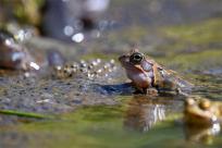 Bielskie Błonia: Poszukiwanie niebieskich żab, niezwykły spektakl natury