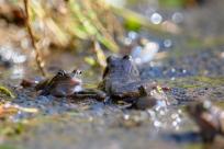 Bielskie Błonia: Poszukiwanie niebieskich żab, niezwykły spektakl natury