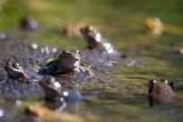 Bielskie Błonia: Poszukiwanie niebieskich żab, niezwykły spektakl natury