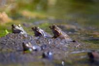 Bielskie Błonia: Poszukiwanie niebieskich żab, niezwykły spektakl natury