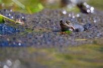 Bielskie Błonia: Poszukiwanie niebieskich żab, niezwykły spektakl natury